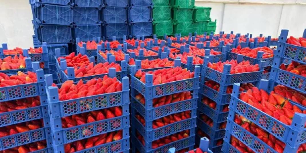 Serik’te kurduğu tesiste üretime başladı: Avrupa ve Asya ülkeleri kasa kasa alıyor 4